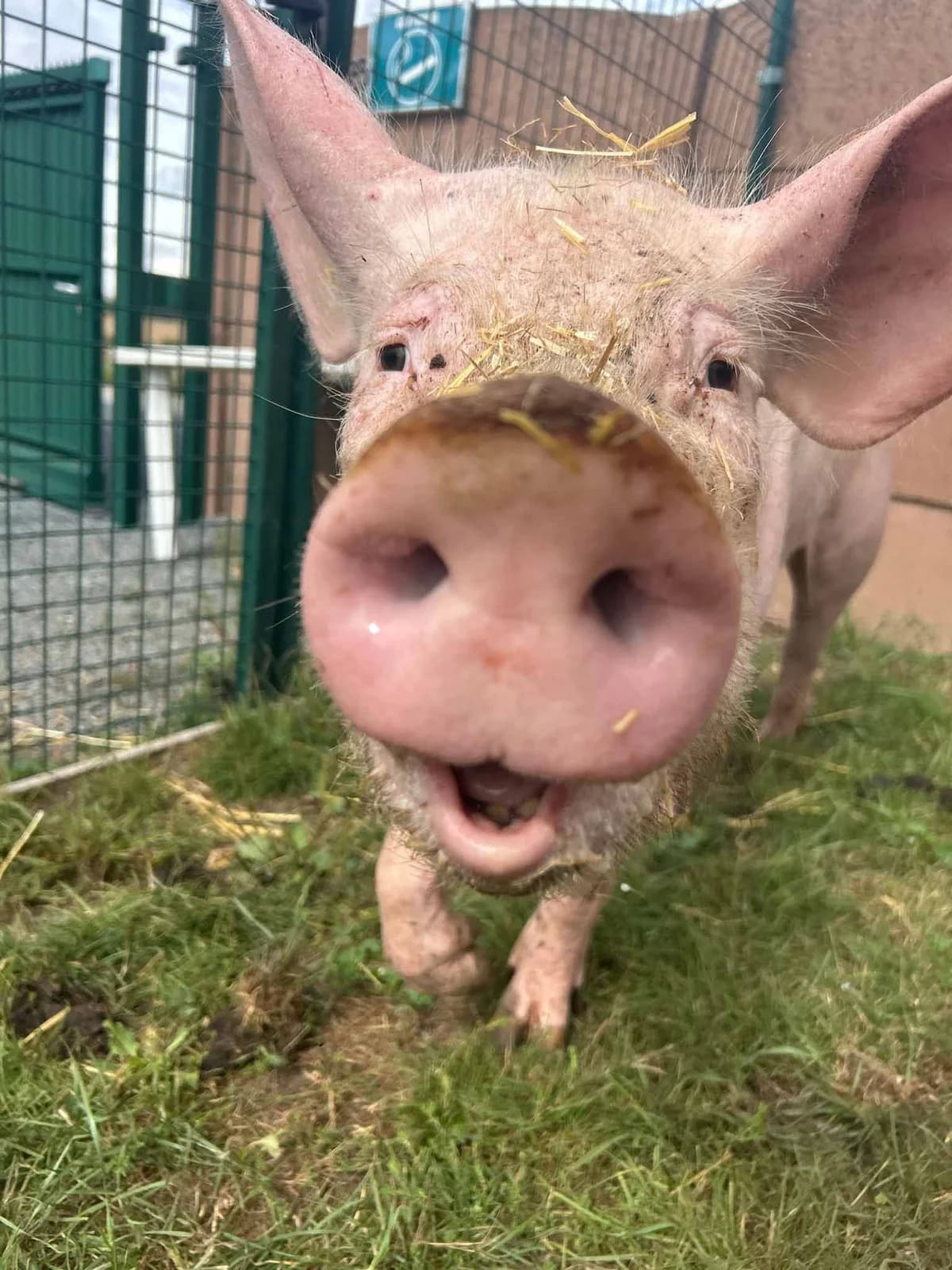Léa, blanc female mixed breed for adoption at Les Petits Vieux ASBL