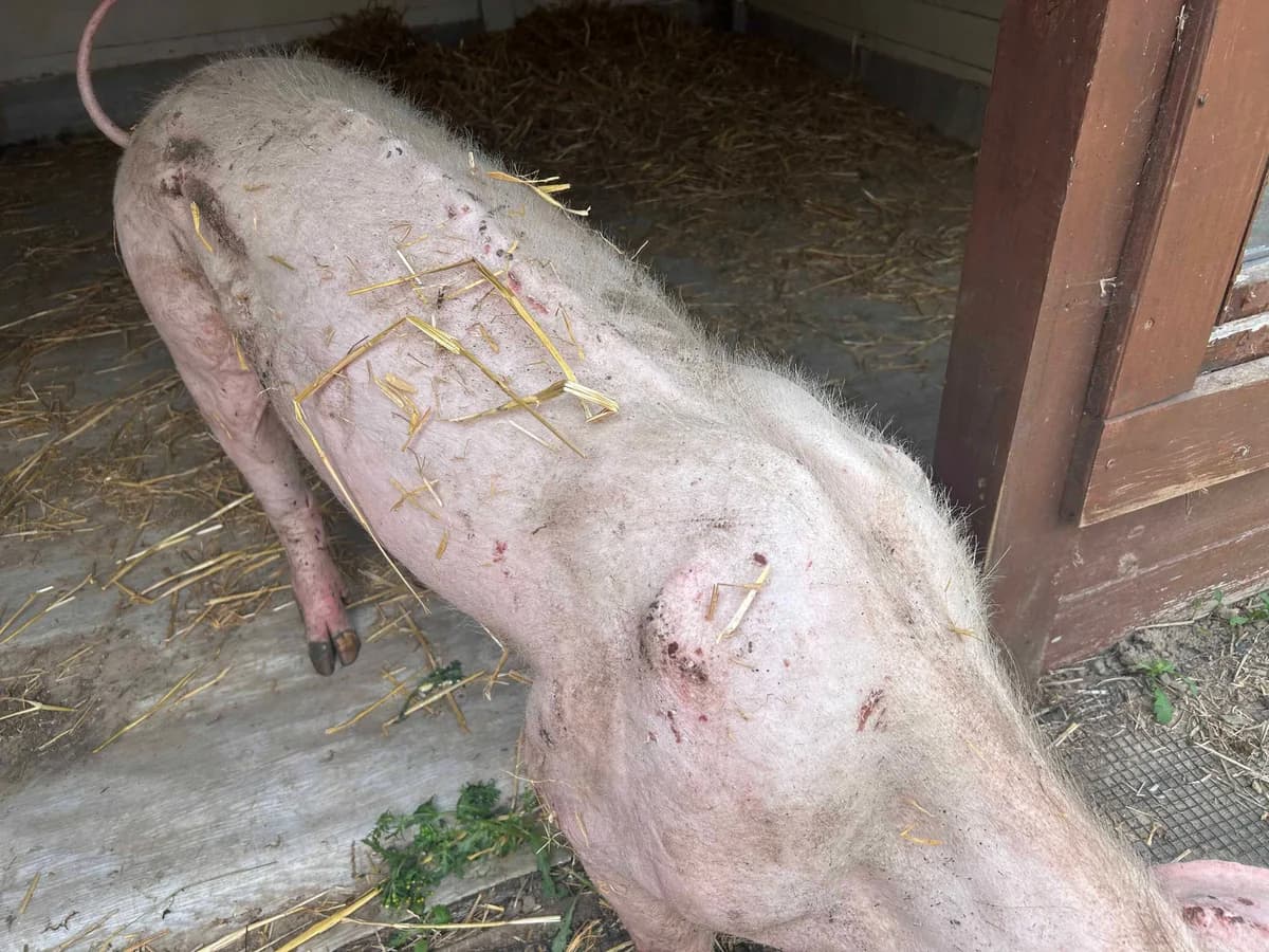 Léa, blanc female mixed breed for adoption at Les Petits Vieux ASBL — photo 2 of 6