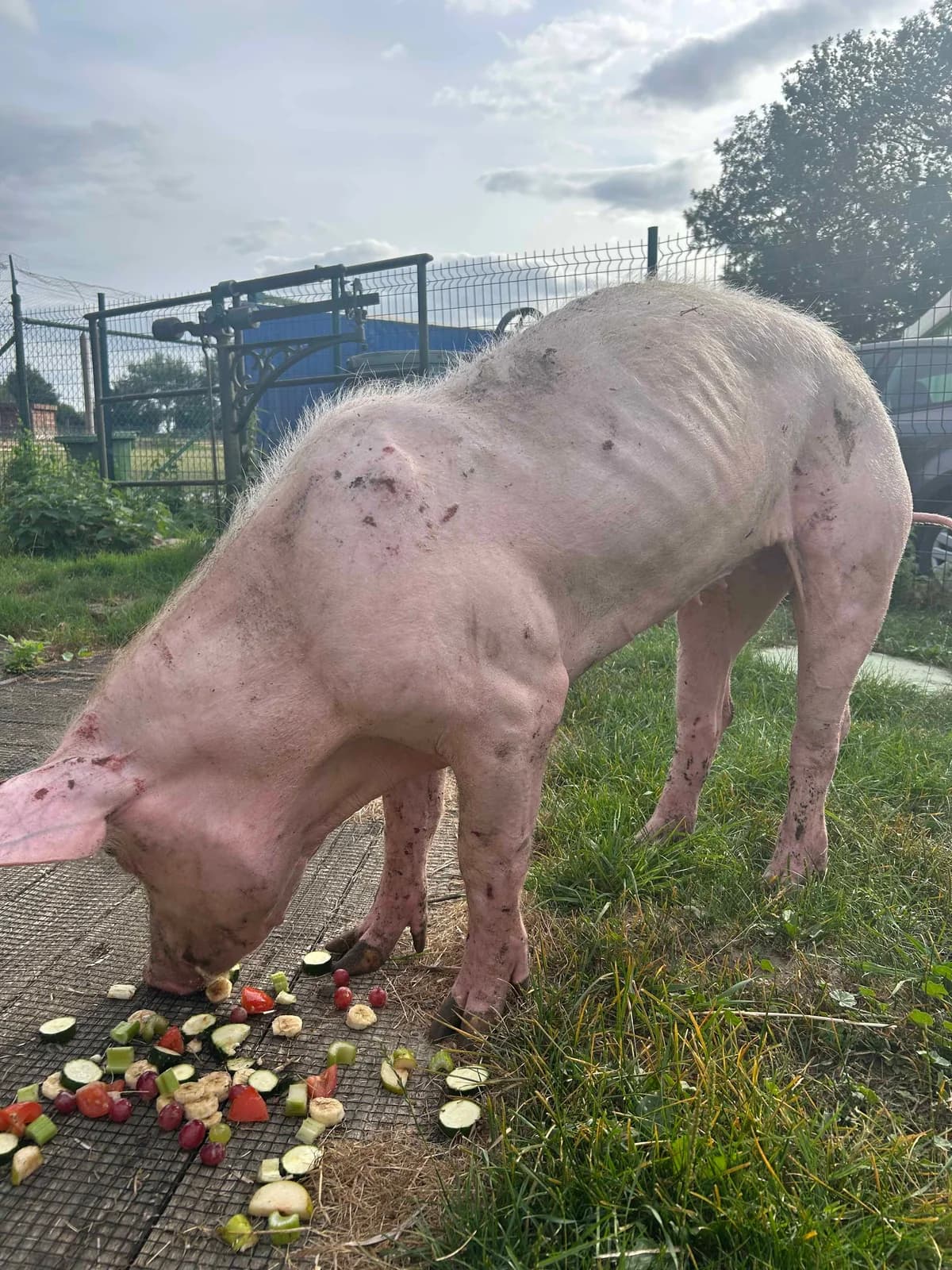 Léa, blanc female mixed breed for adoption at Les Petits Vieux ASBL — photo 4 of 6