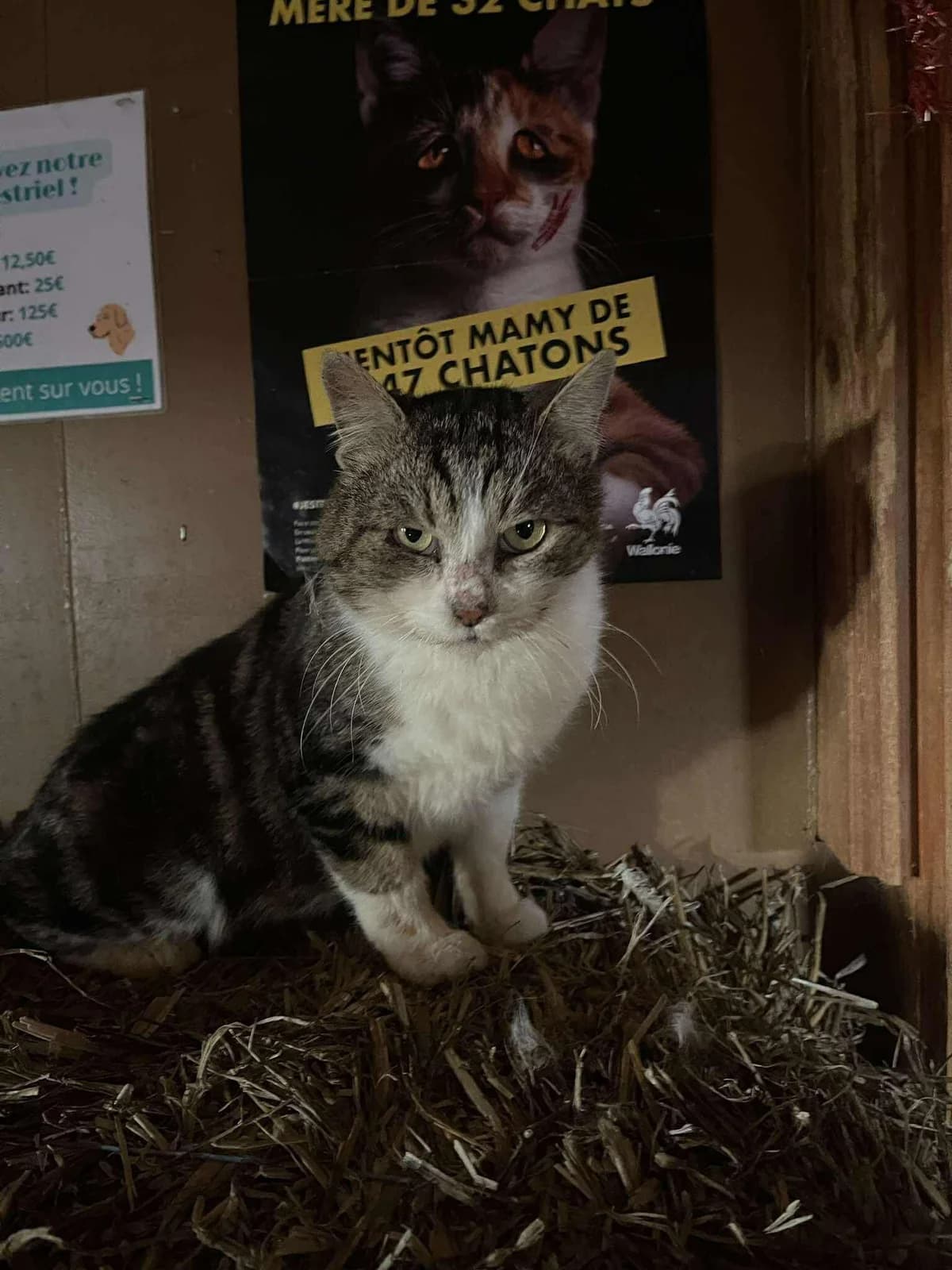 Lemon, tigré et blanc male European Shorthair for adoption at Les Petits Vieux ASBL, Chièvres