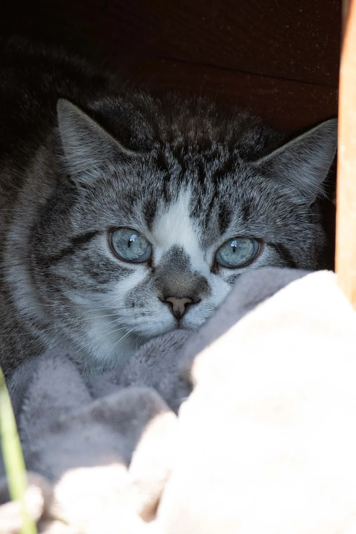 Léo, tigré gris et blanc male European Shorthair for adoption at Les Petits Vieux ASBL, Chièvres