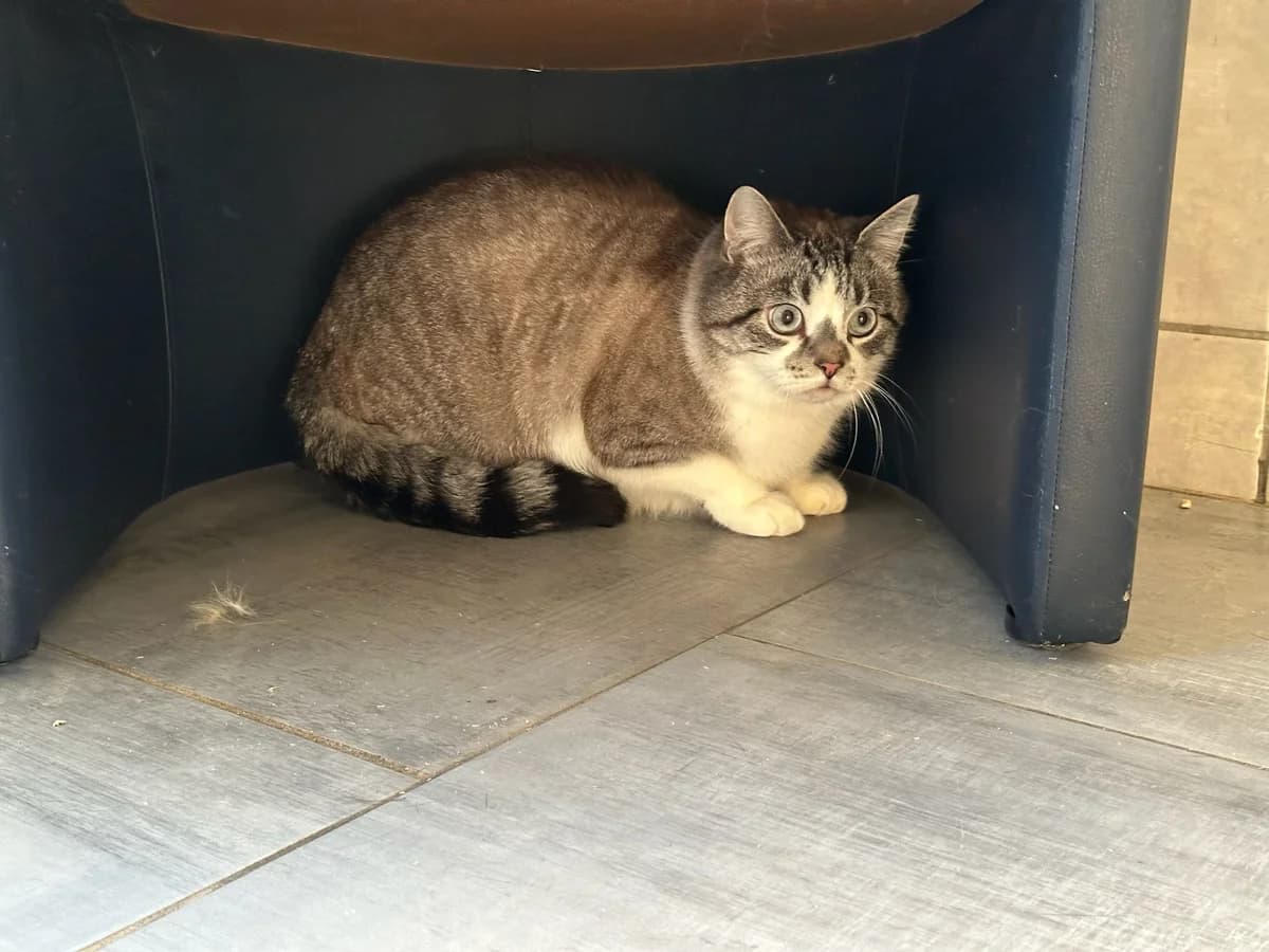 Léo, tigré gris et blanc male European Shorthair for adoption at Les Petits Vieux ASBL, Chièvres — photo 2 of 4