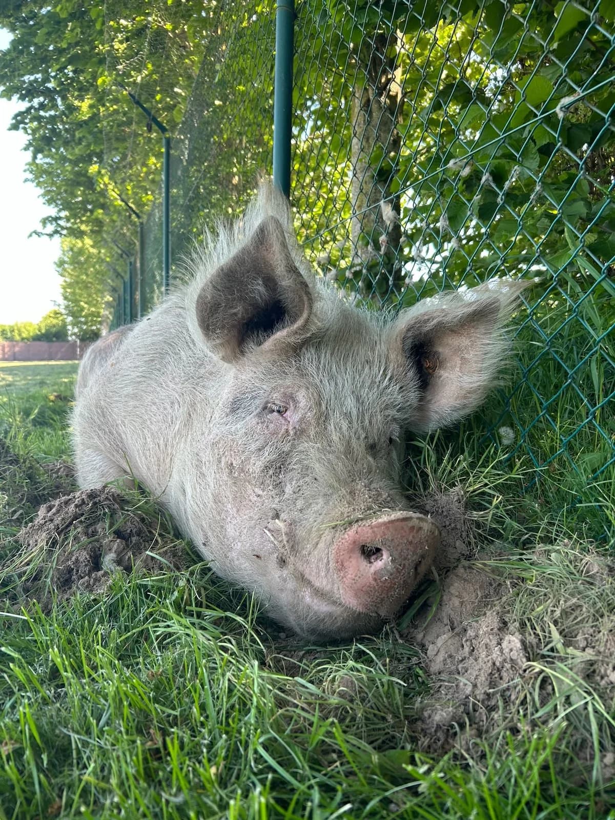 Léon, blanc male mixed breed for adoption at Les Petits Vieux ASBL