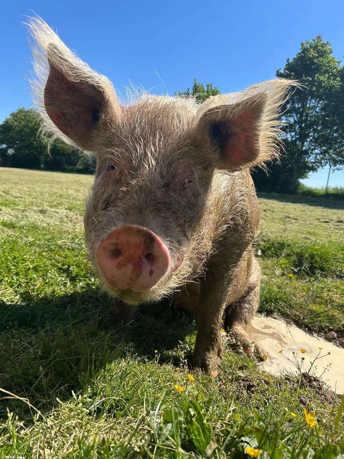 Léon, blanc male mixed breed for adoption at Les Petits Vieux ASBL — photo 2 of 6