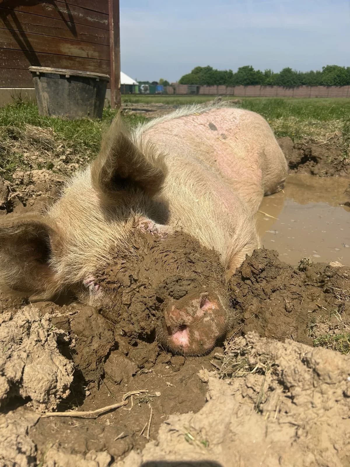 Léon, blanc male mixed breed for adoption at Les Petits Vieux ASBL — photo 3 of 6