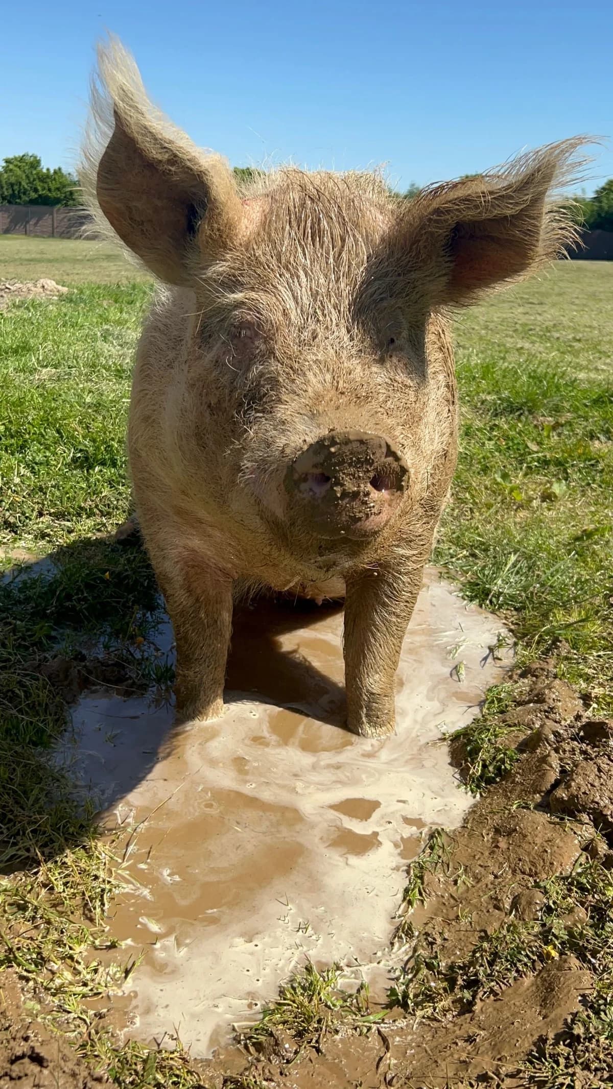 Léon, blanc male mixed breed for adoption at Les Petits Vieux ASBL — photo 4 of 6