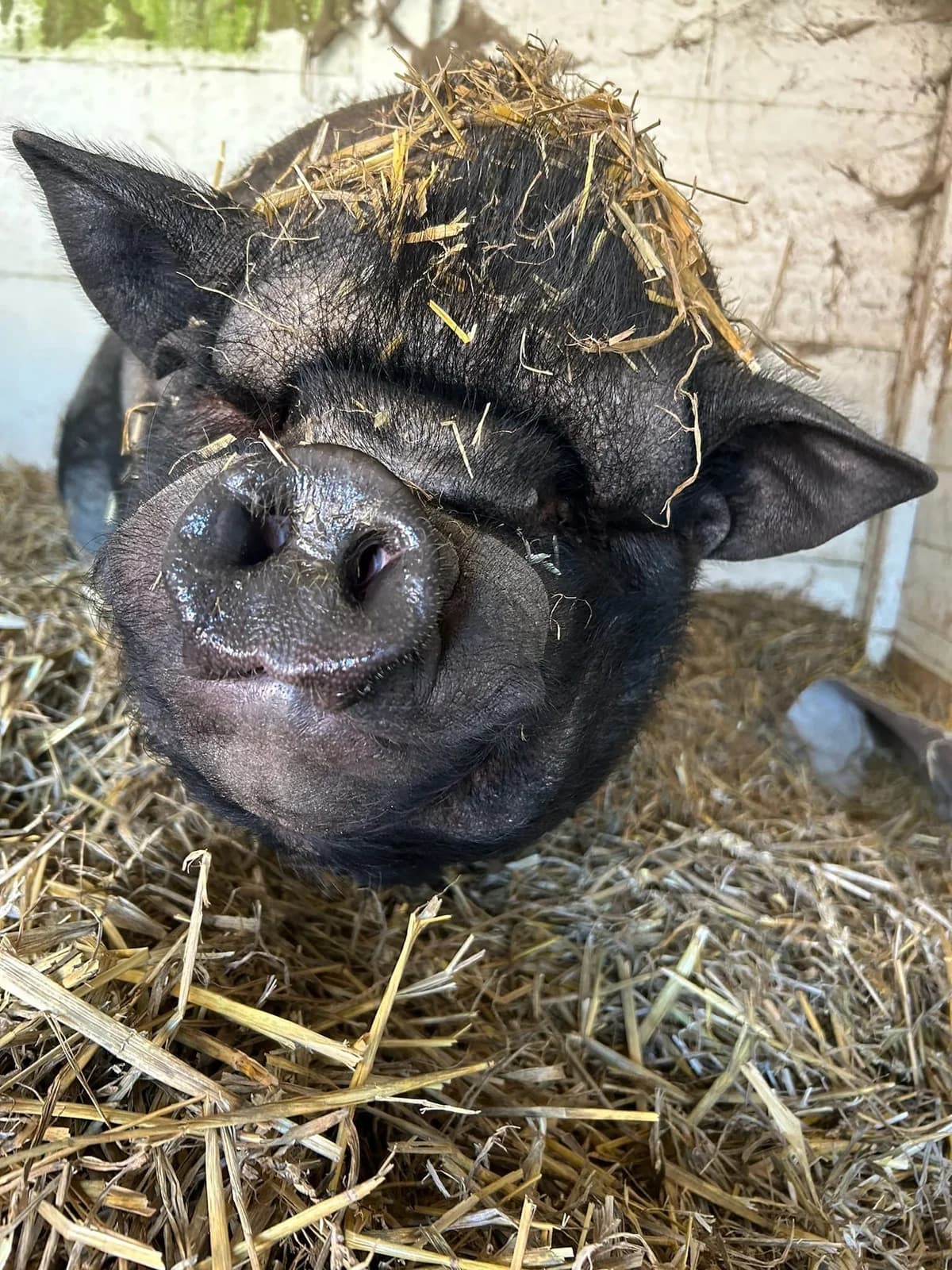 Léopold, noir male mixed breed for adoption at Les Petits Vieux ASBL