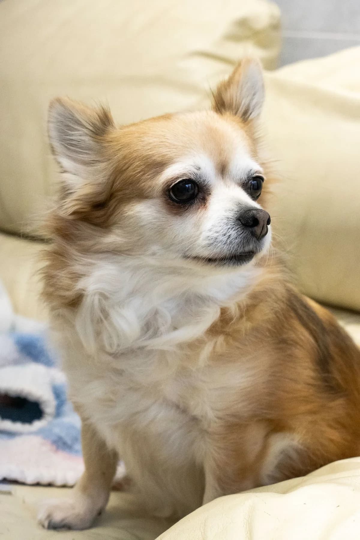 Lola, roux et blanc female senior Chihuahua for adoption at Les Petits Vieux ASBL, Chièvres