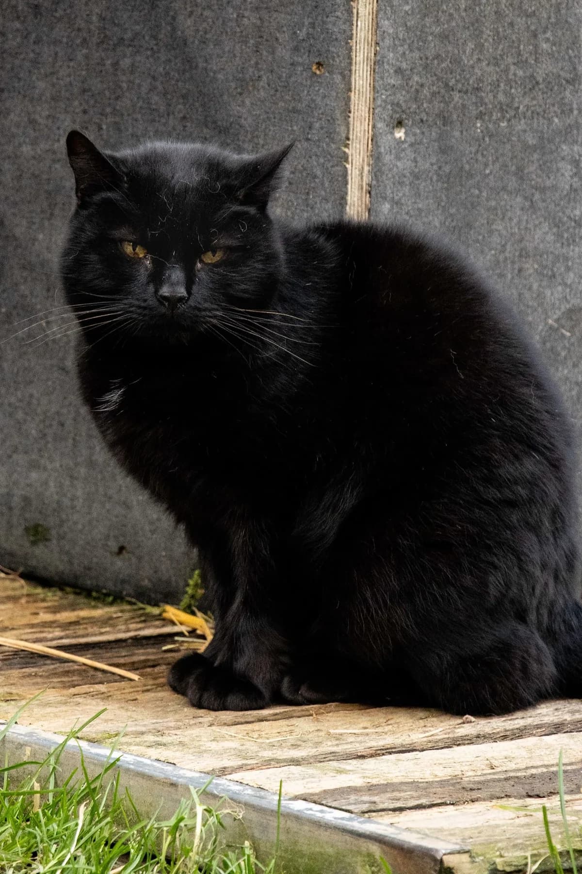 Loulou, noir male senior European Shorthair for adoption at Les Petits Vieux ASBL, Chièvres