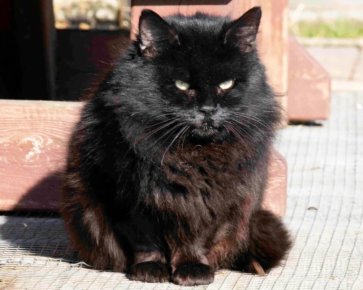 Loupi, noir male senior European Shorthair for adoption at Les Petits Vieux ASBL, Chièvres