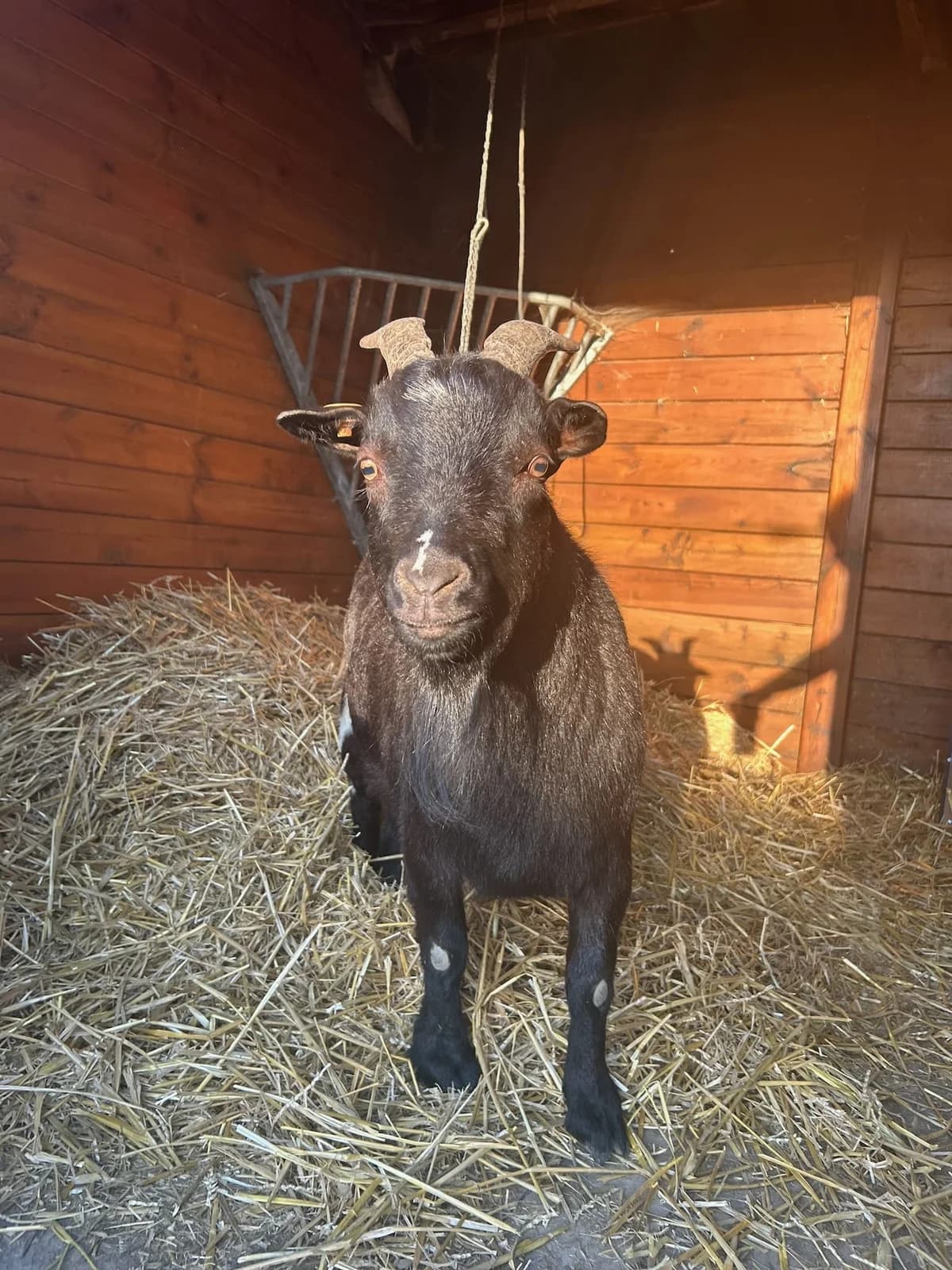 Lucius, noir avec un petit peu de blanc male mixed breed for adoption at Les Petits Vieux ASBL, Chièvres