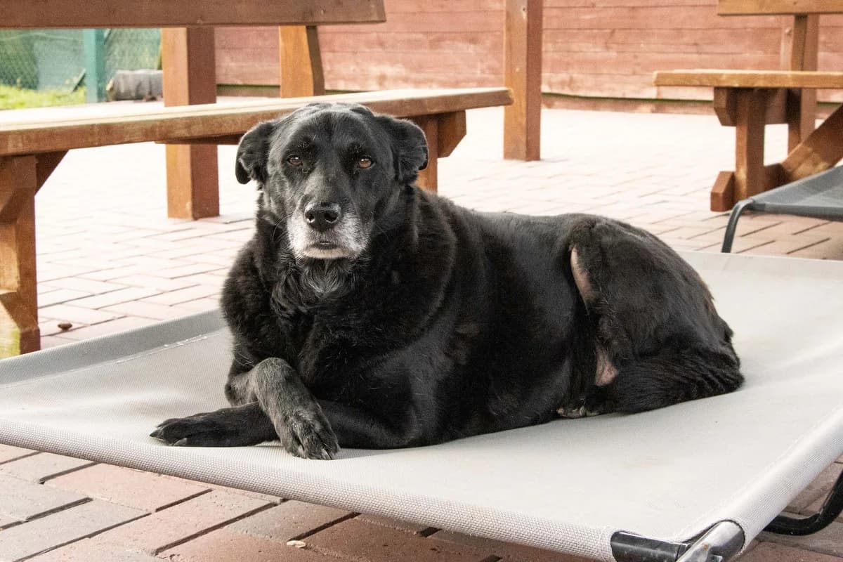 Lyla, noir female senior Labrador Retriever for adoption at Les Petits Vieux ASBL, Chièvres