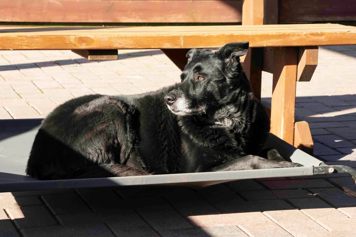 Lyla, noir female Labrador Retriever for adoption at Les Petits Vieux ASBL, Chièvres — photo 2 of 5