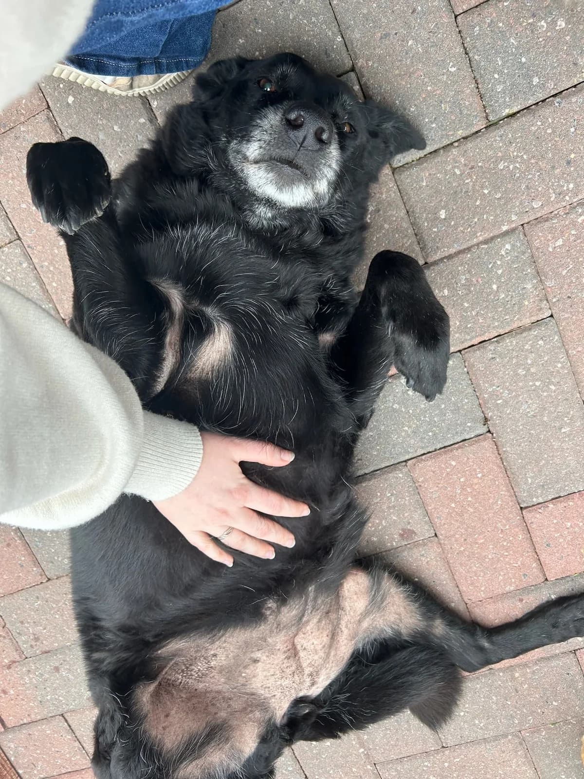 Lyla, noir female Labrador Retriever for adoption at Les Petits Vieux ASBL, Chièvres — photo 3 of 5