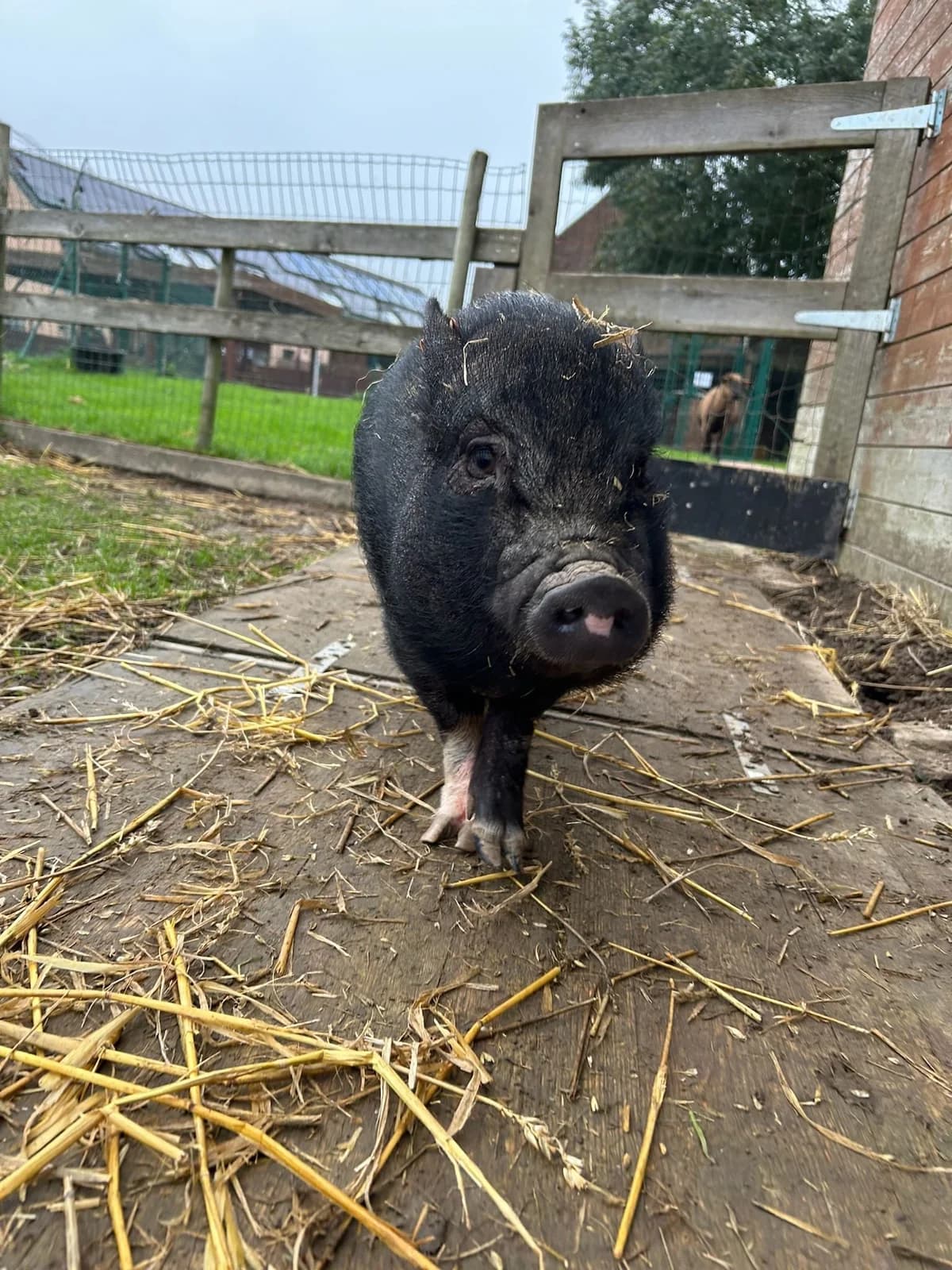 Lyne, noir female mixed breed for adoption at Les Petits Vieux ASBL