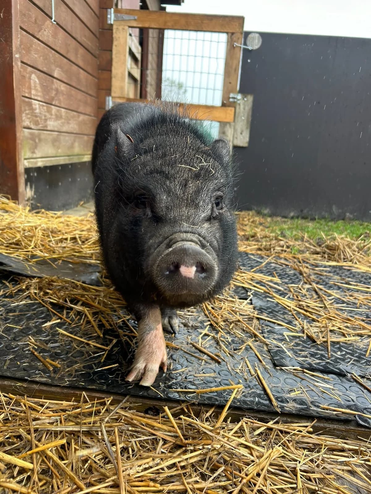Lyne, noir female mixed breed for adoption at Les Petits Vieux ASBL — photo 2 of 4