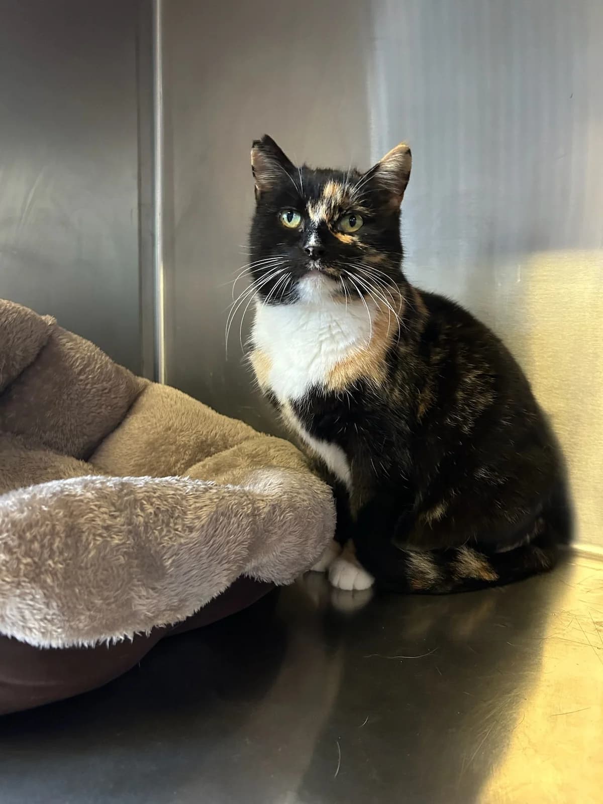 Mandarine, écaille de tortue female European Shorthair for adoption at Les Petits Vieux ASBL, Chièvres