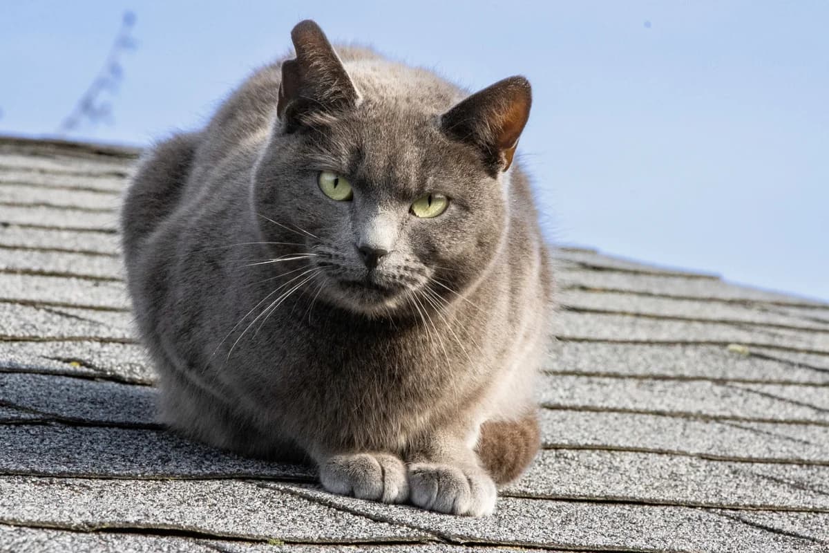 Marie, gris bleu female 3yo European Shorthair for adoption at Les Petits Vieux ASBL, Chièvres