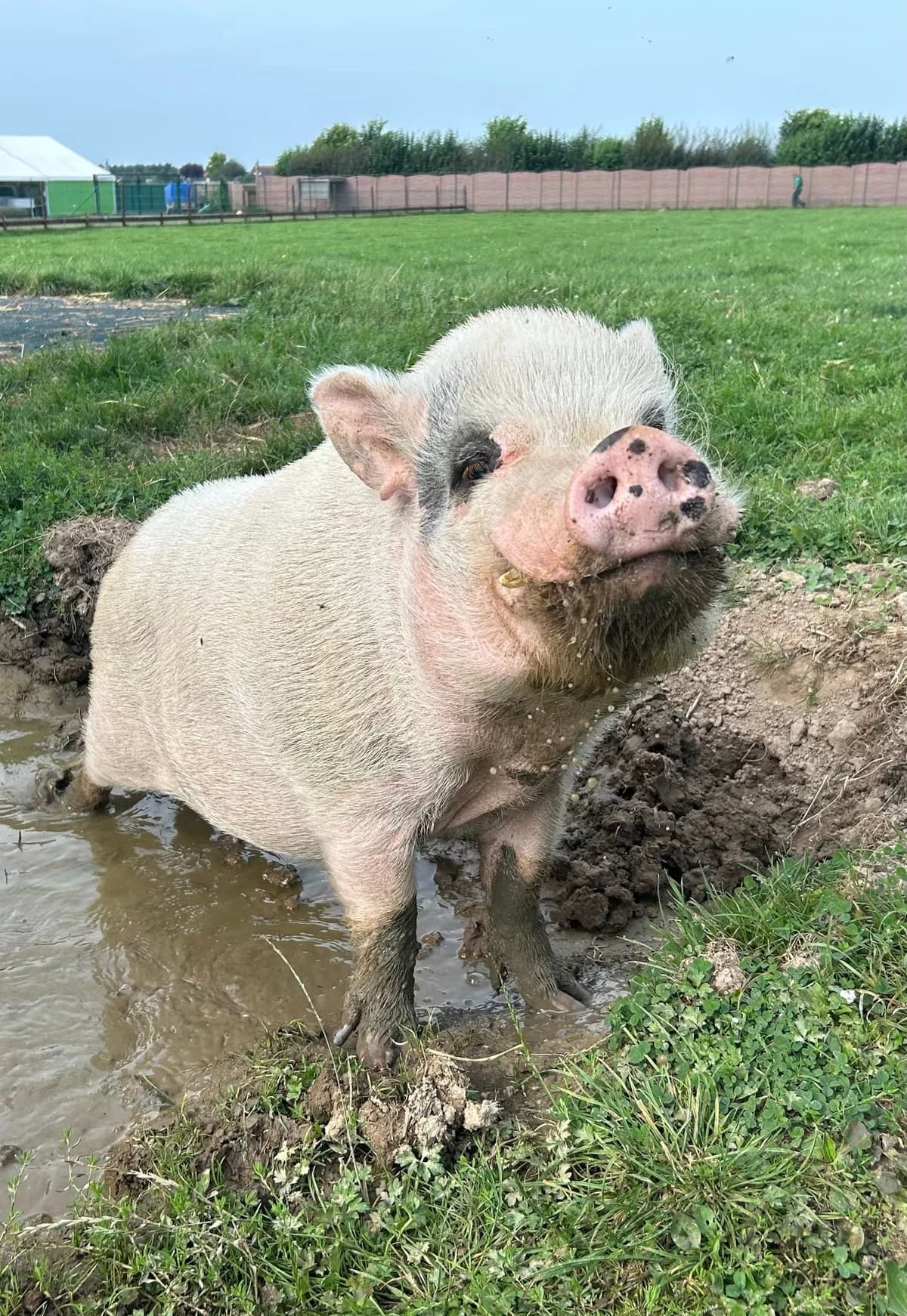 Maurice, blanc male mixed breed for adoption at Les Petits Vieux ASBL