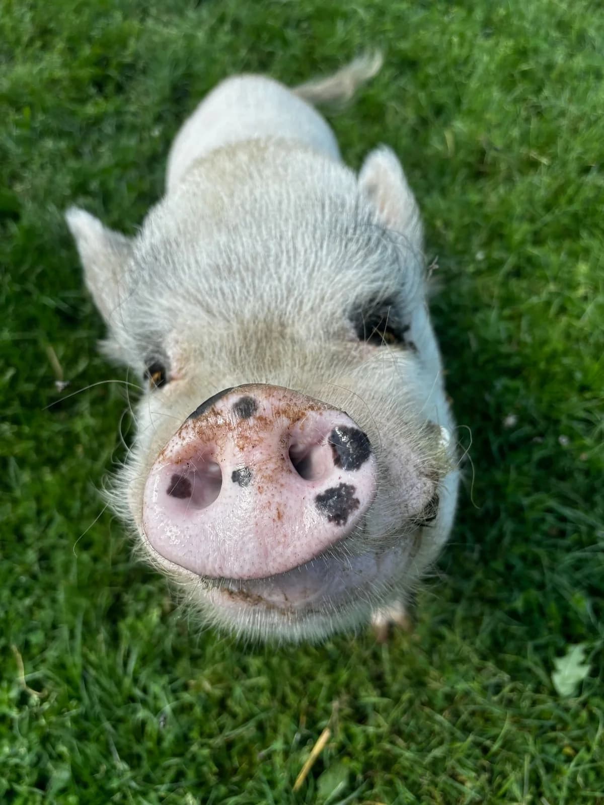 Maurice, blanc male mixed breed for adoption at Les Petits Vieux ASBL — photo 2 of 5