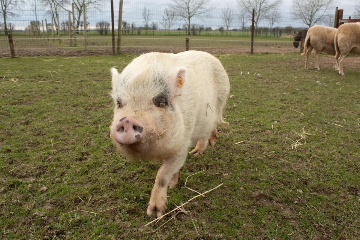 Maurice, blanc male mixed breed for adoption at Les Petits Vieux ASBL — photo 3 of 5