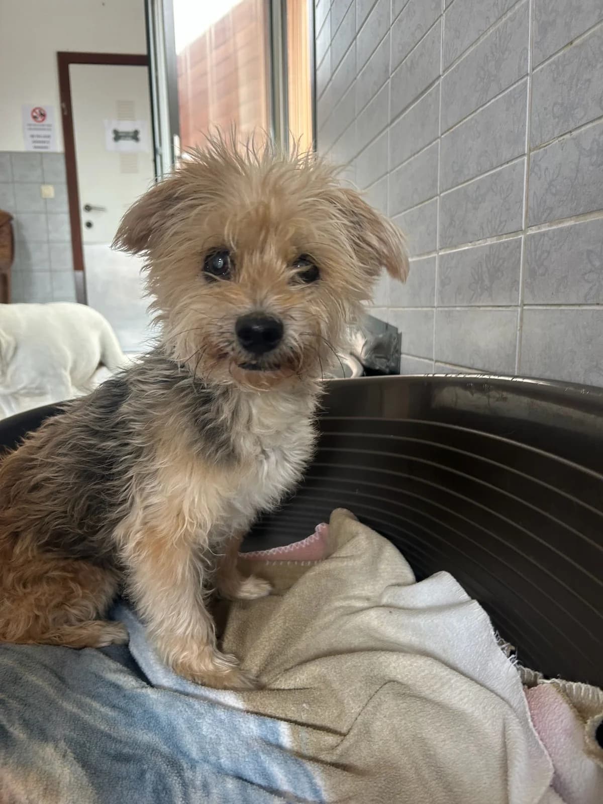 Maxou, gris et feu male senior Yorkshire Terrier for adoption at Les Petits Vieux ASBL, Chièvres