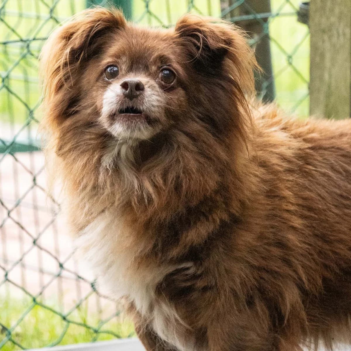 Merlin, chocolat male Chihuahua for adoption at Les Petits Vieux ASBL, Chièvres