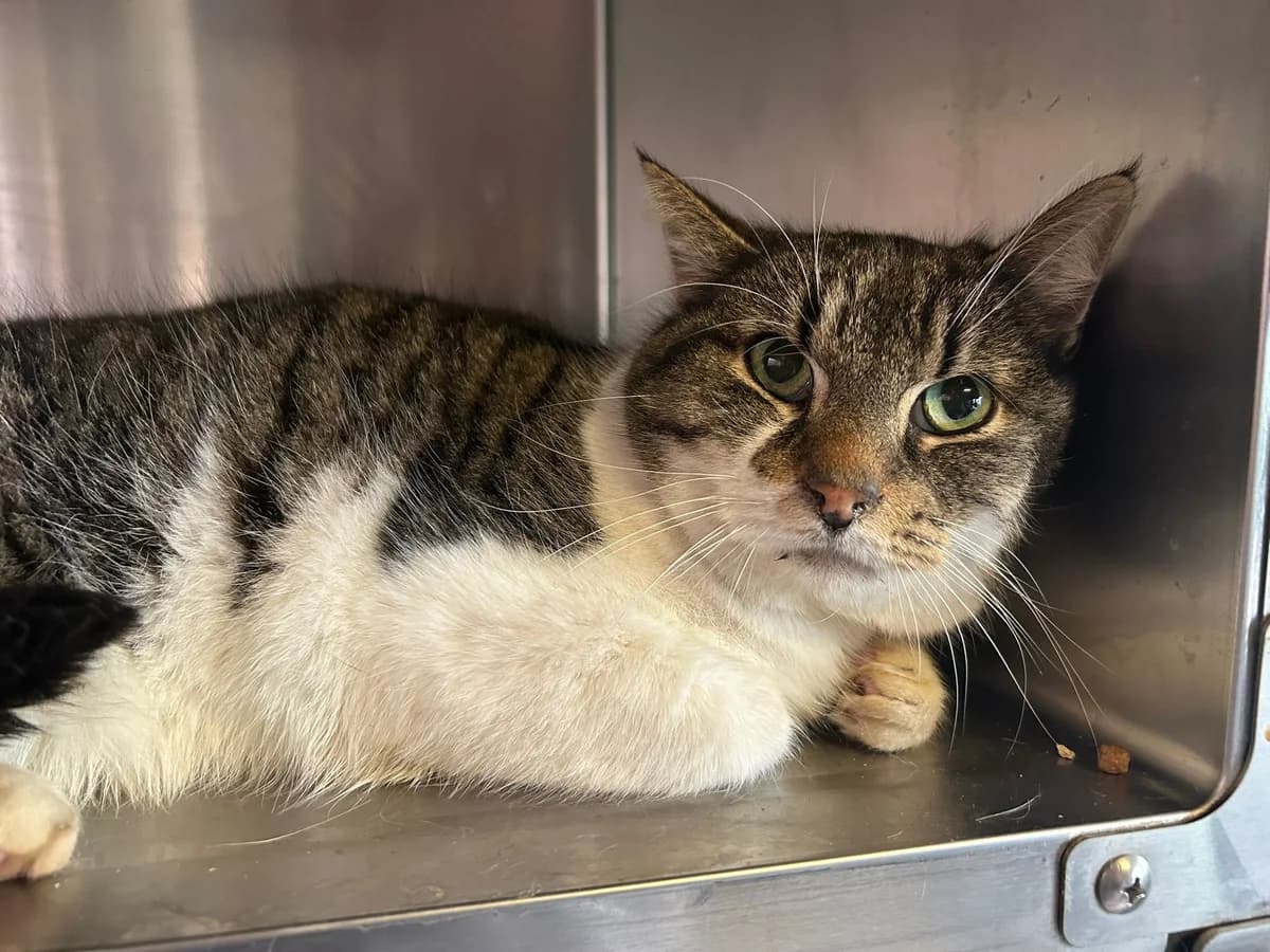 Miou, Tigré et blanc male European Shorthair for adoption at Les Petits Vieux ASBL, Chièvres