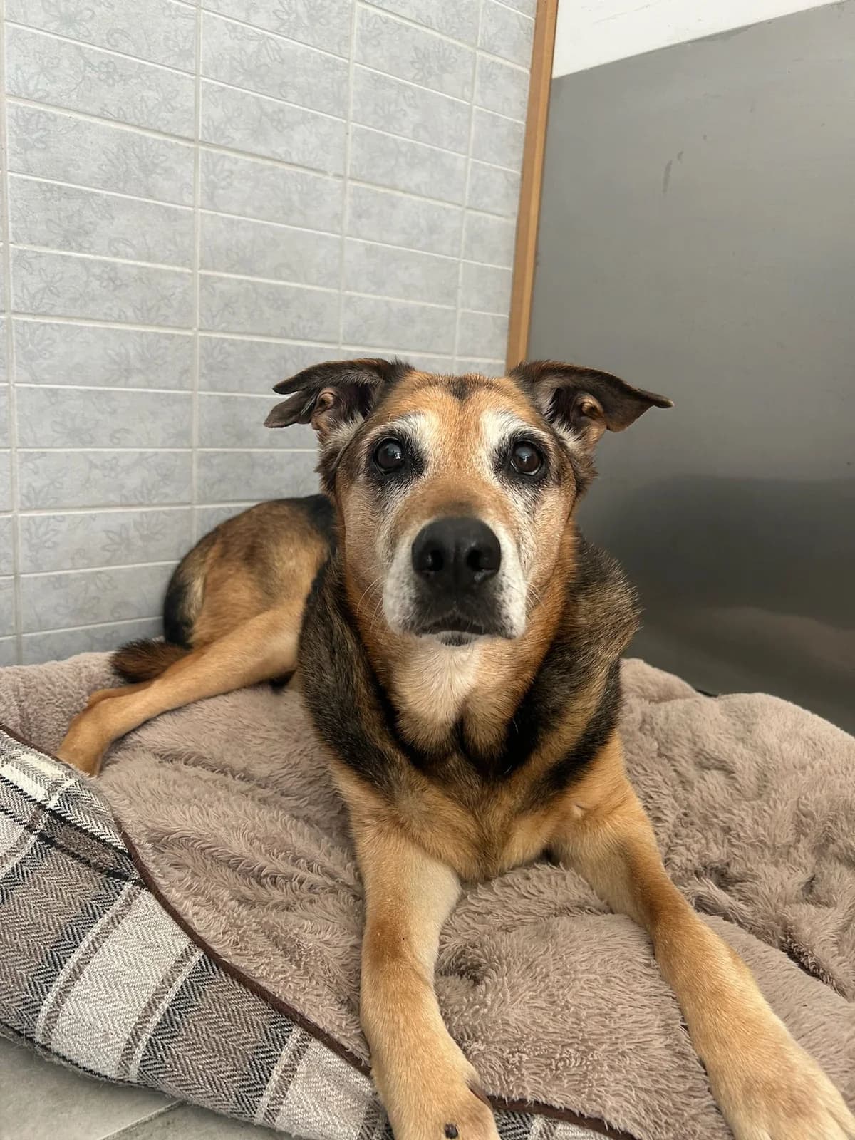Mouna, noir et feu female German Shepherd for adoption at Les Petits Vieux ASBL, Chièvres