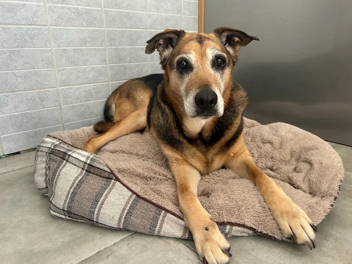 Mouna, noir et feu female German Shepherd for adoption at Les Petits Vieux ASBL, Chièvres — photo 2 of 4
