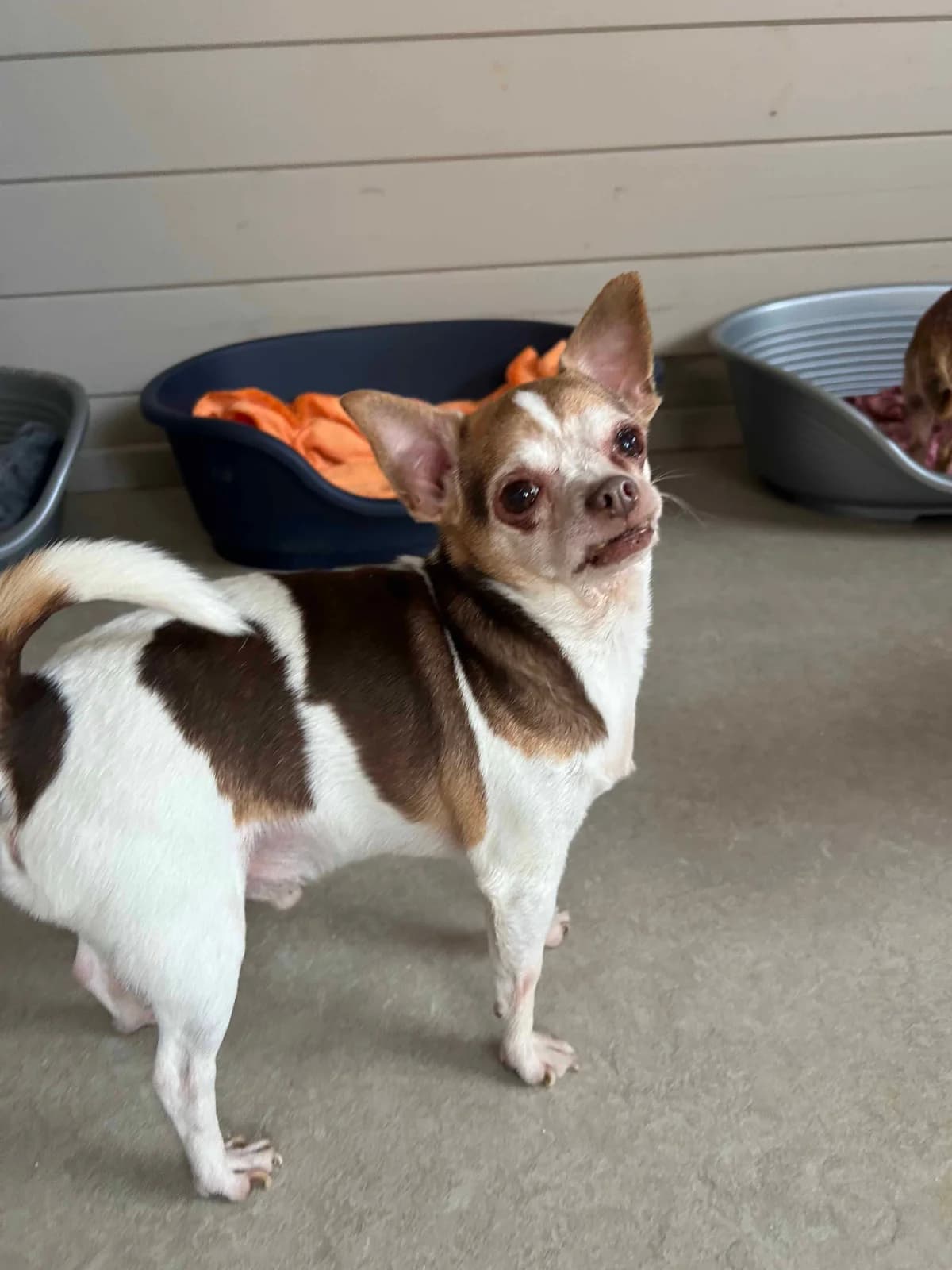 Mowgli, blanc et chocolat male Chihuahua for adoption at Les Petits Vieux ASBL, Chièvres