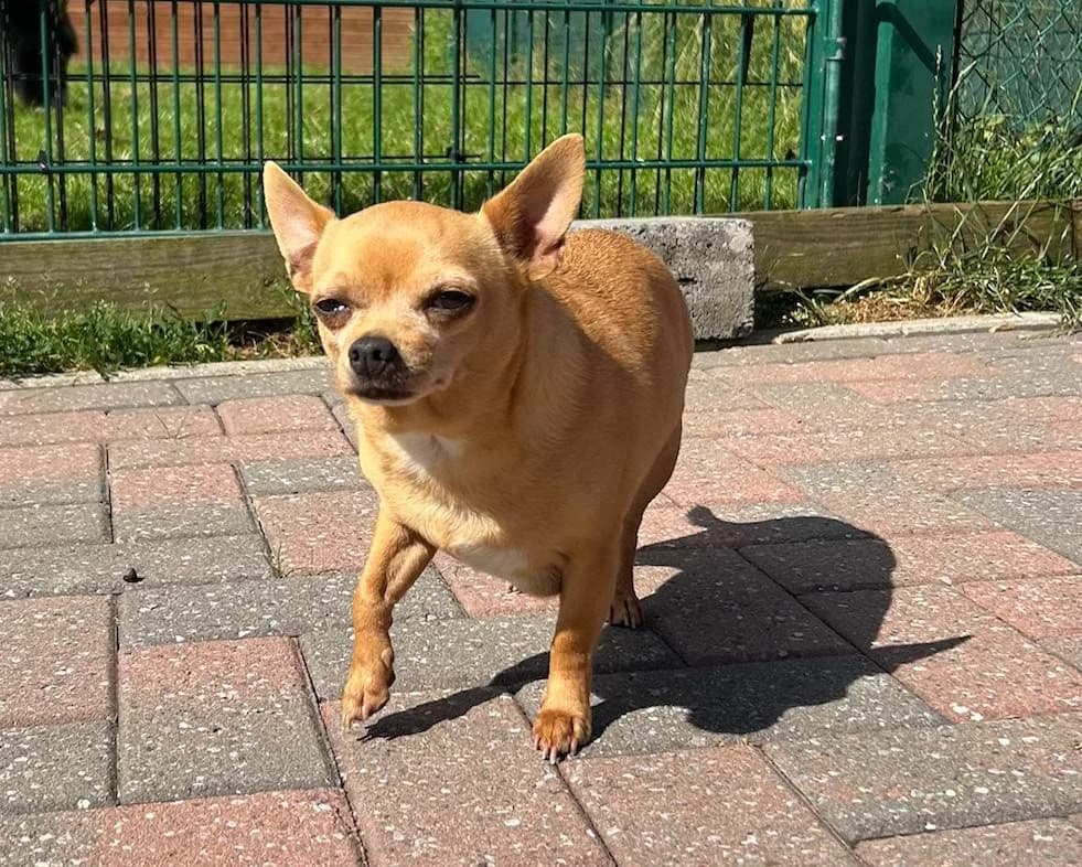 Noël, roux male senior Chihuahua for adoption at Les Petits Vieux ASBL, Chièvres