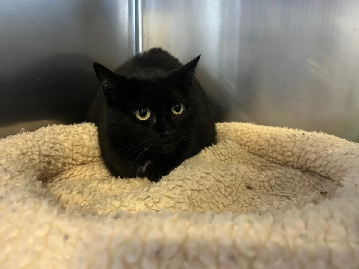 Noiraute, noire female European Shorthair for adoption at Les Petits Vieux ASBL, Chièvres