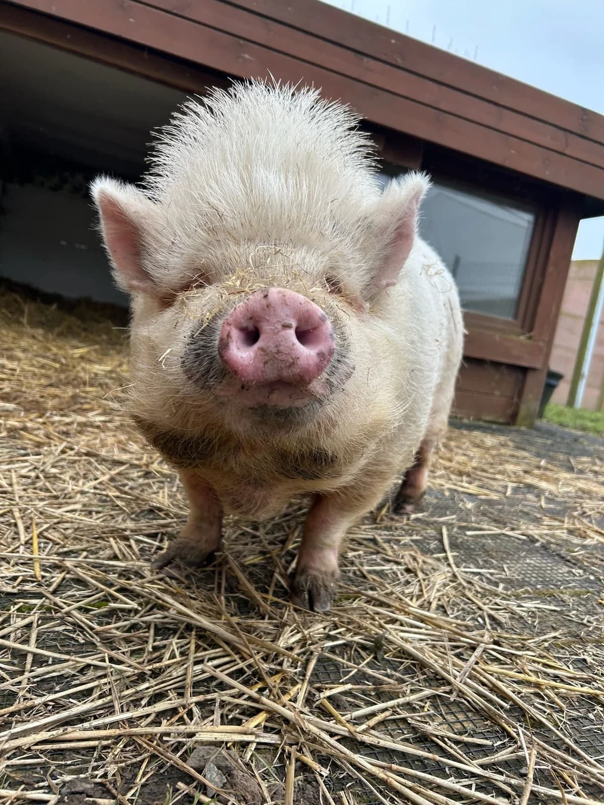 Olga, blanc female mixed breed for adoption at Les Petits Vieux ASBL