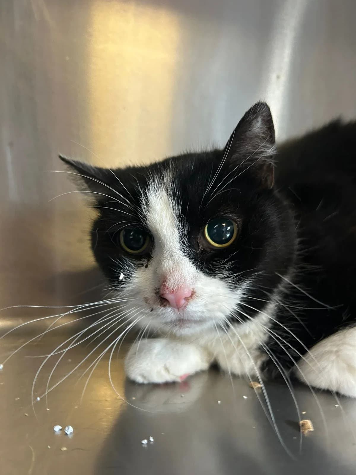 Paprika, noir et blanc female European Shorthair for adoption at Les Petits Vieux ASBL, Chièvres