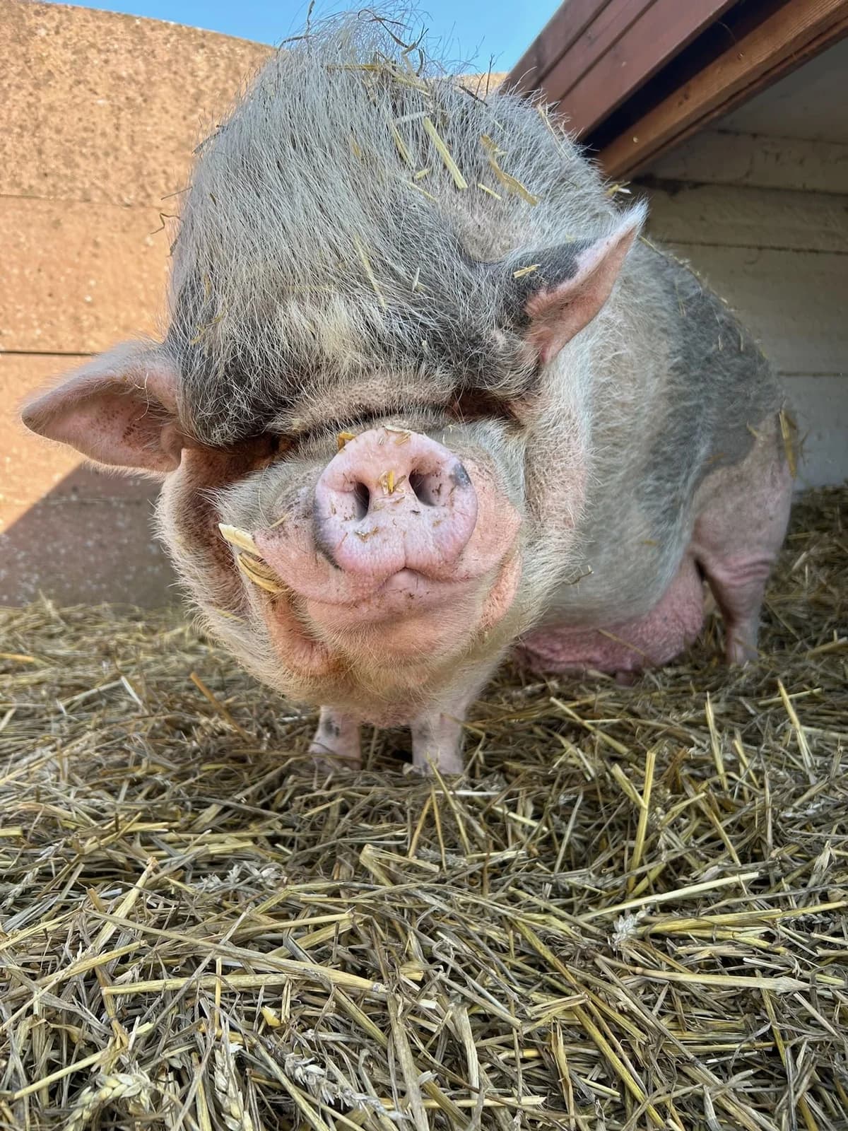 Philippe, blanc male senior mixed breed for adoption at Les Petits Vieux ASBL, Chièvres