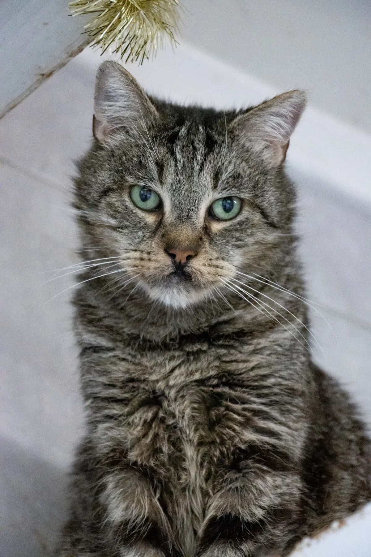 Pikachu, tigré male senior European Shorthair for adoption at Les Petits Vieux ASBL, Chièvres
