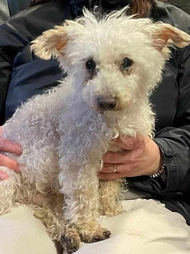 Pilou, blanc male Maltese for adoption at Les Petits Vieux ASBL