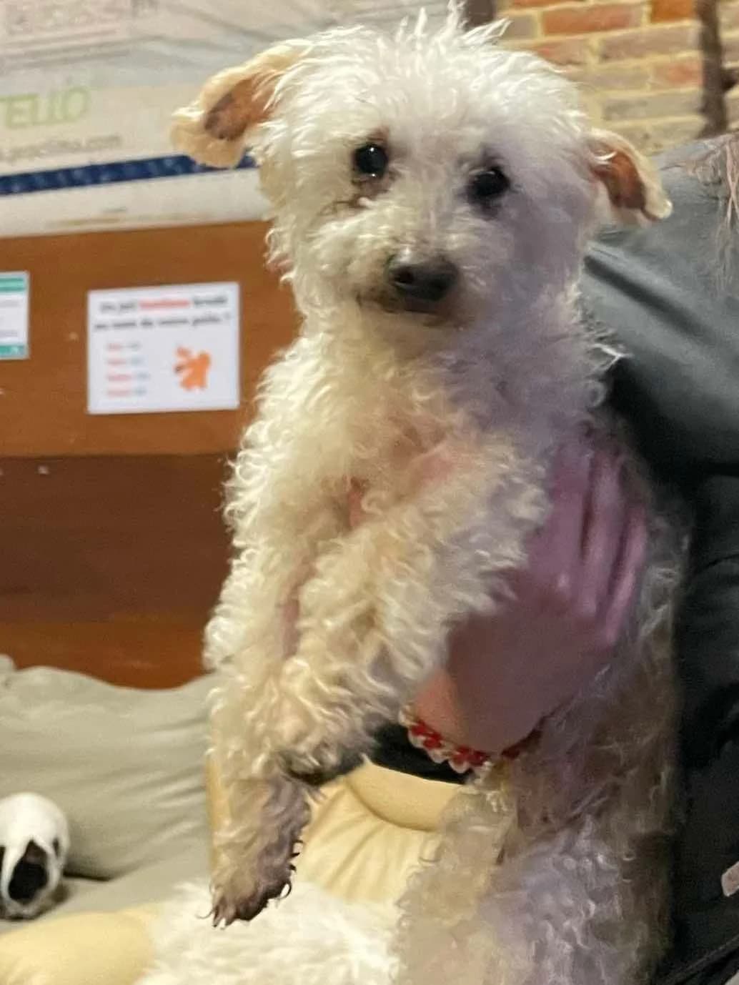 Pilou, blanc male Maltese for adoption at Les Petits Vieux ASBL — photo 2 of 5