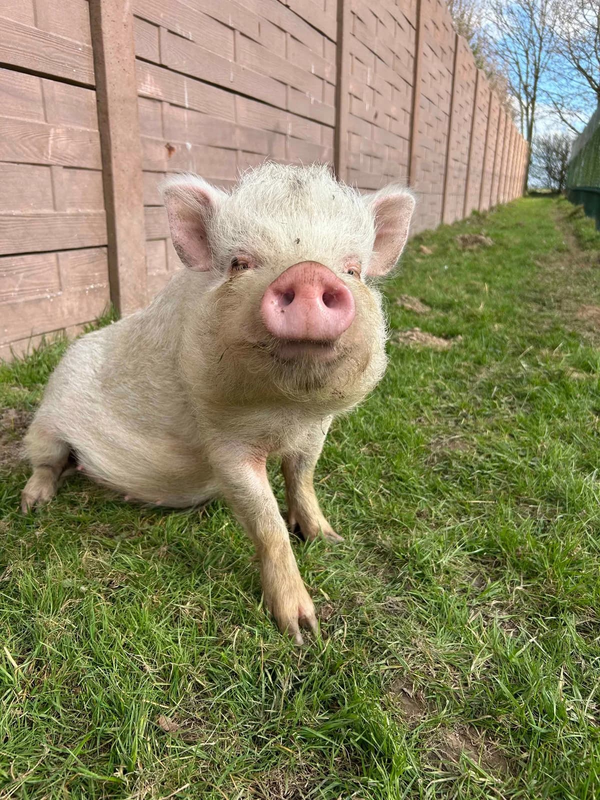Pink, blanc female mixed breed for adoption at Les Petits Vieux ASBL