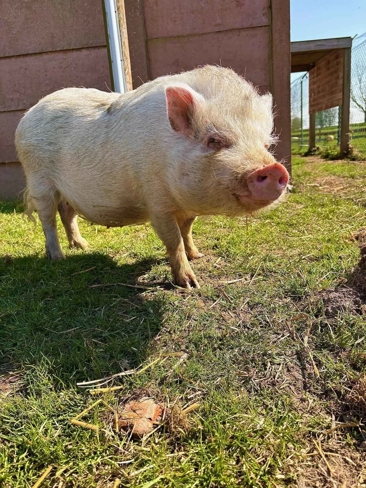 Pink, blanc female mixed breed for adoption at Les Petits Vieux ASBL — photo 2 of 5