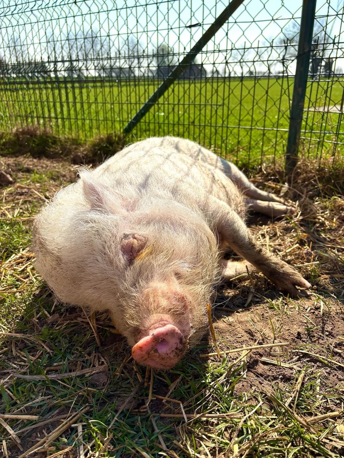 Pink, blanc female mixed breed for adoption at Les Petits Vieux ASBL — photo 3 of 5