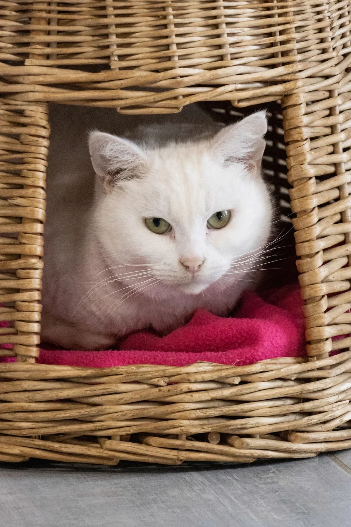 Pitchou, blanc male 4yo European Shorthair for adoption at Les Petits Vieux ASBL, Chièvres