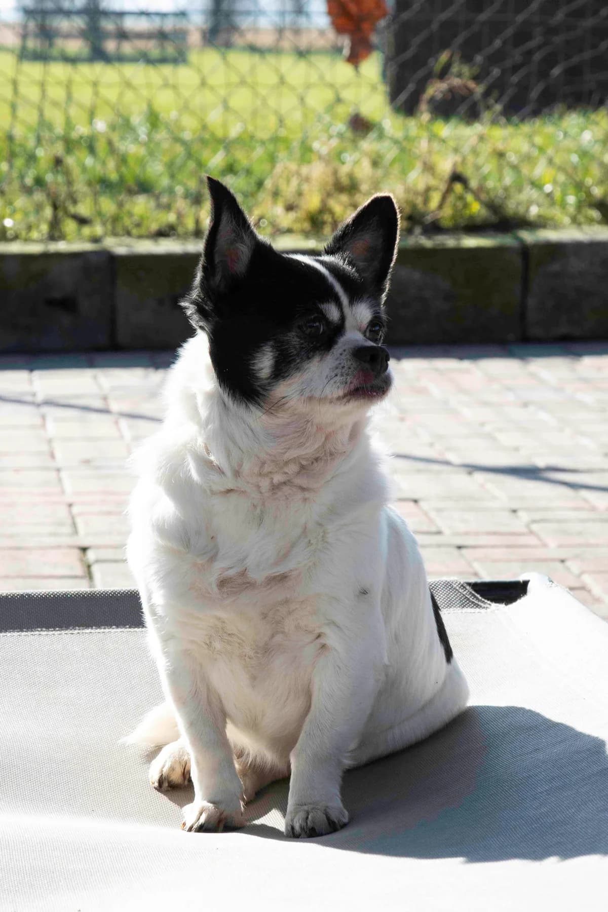 Pitou, noir et blanc male senior Chihuahua for adoption at Les Petits Vieux ASBL, Chièvres