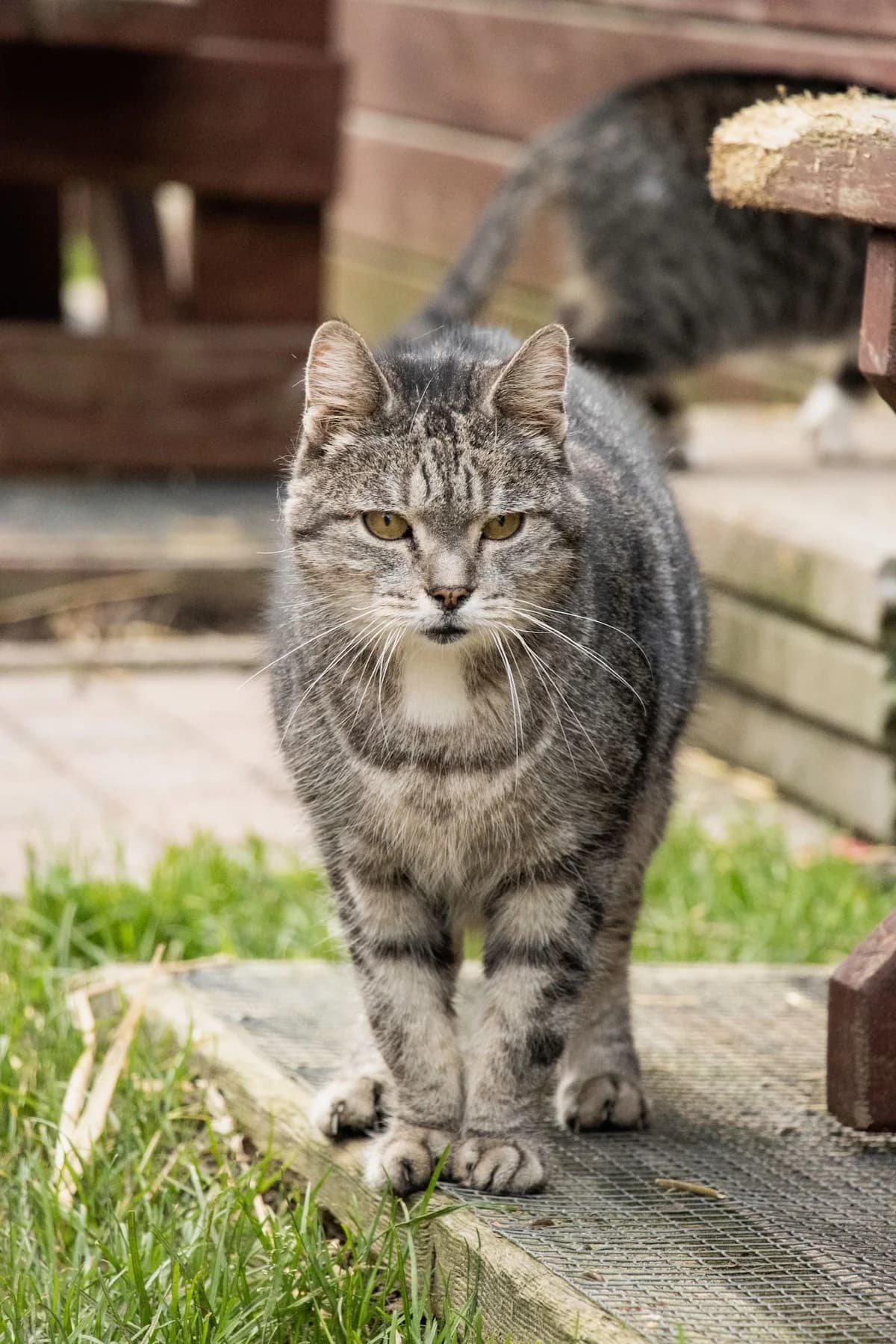 Poussy, tigré gris male senior European Shorthair for adoption at Les Petits Vieux ASBL, Chièvres