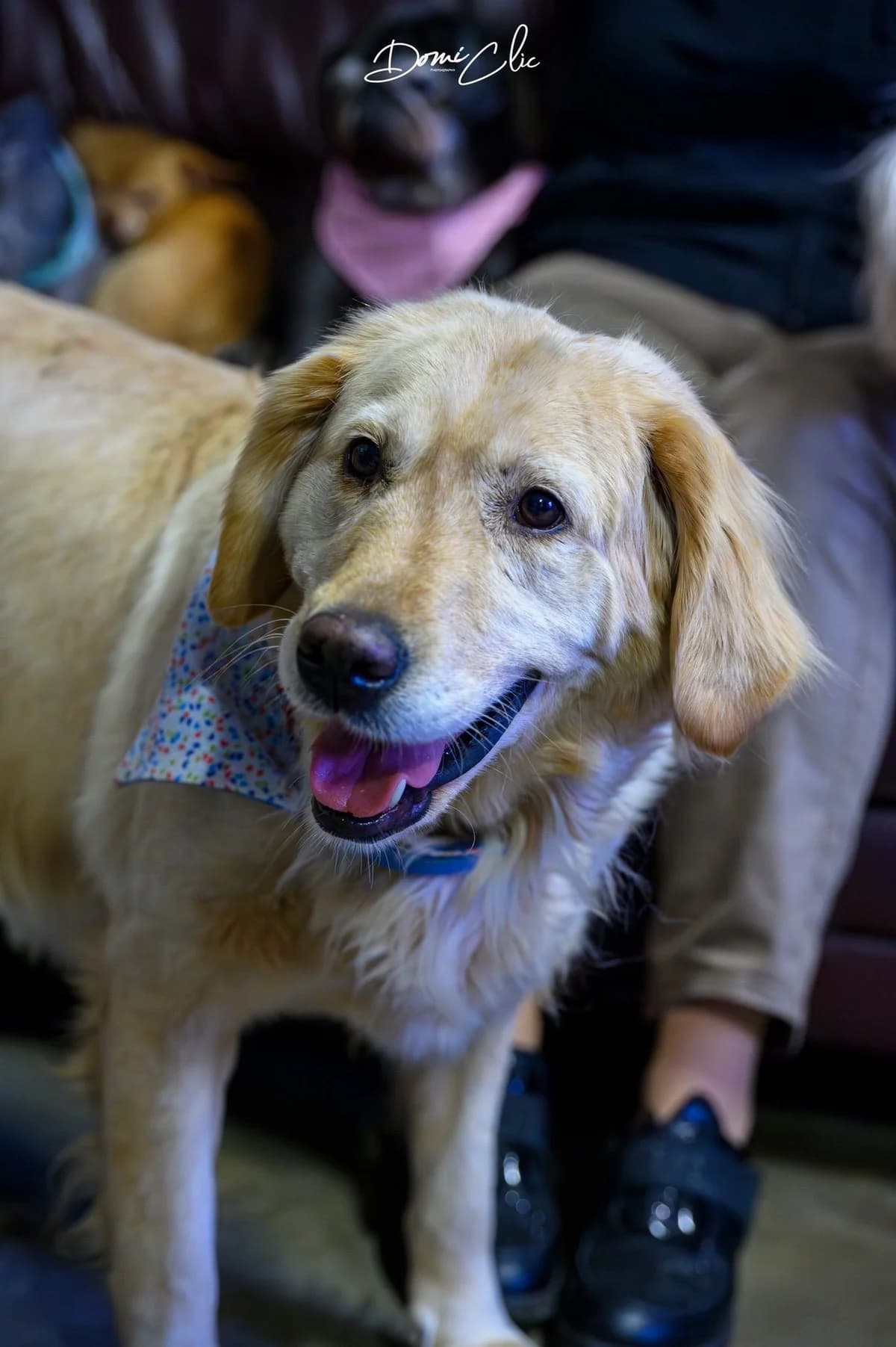 Rachel, beige foncé female Labrador Retriever for adoption at Les Petits Vieux ASBL, Chièvres