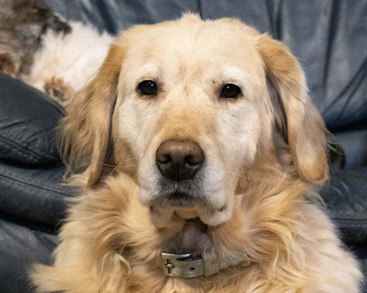 Rachel, beige foncé female Labrador Retriever for adoption at Les Petits Vieux ASBL, Chièvres — photo 2 of 8