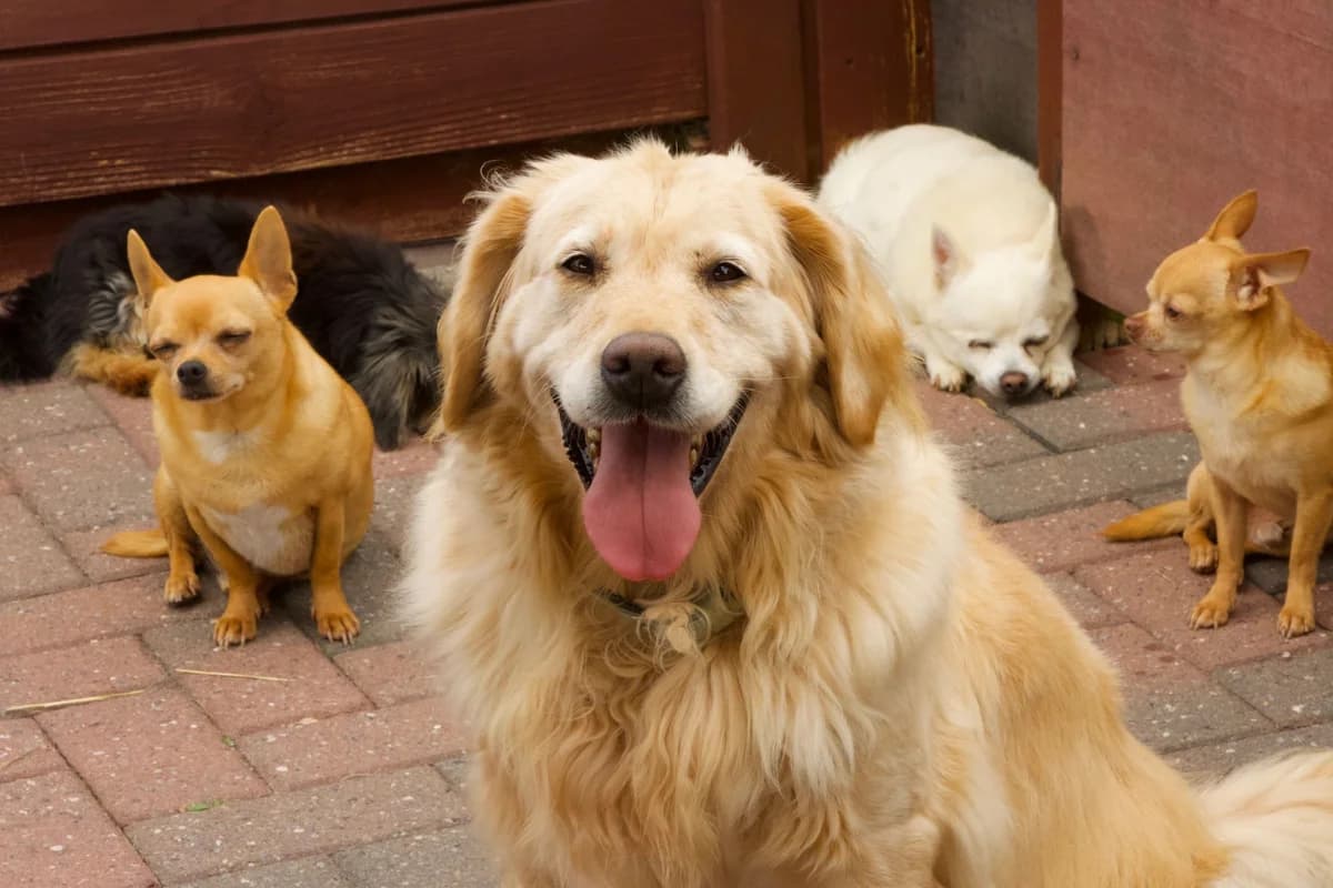 Rachel, beige foncé female Labrador Retriever for adoption at Les Petits Vieux ASBL, Chièvres — photo 3 of 8