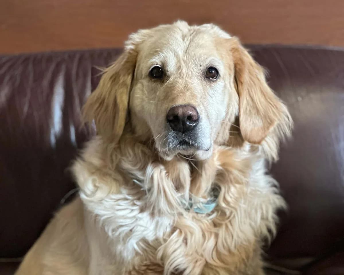 Rachel, beige foncé female Labrador Retriever for adoption at Les Petits Vieux ASBL, Chièvres — photo 4 of 8