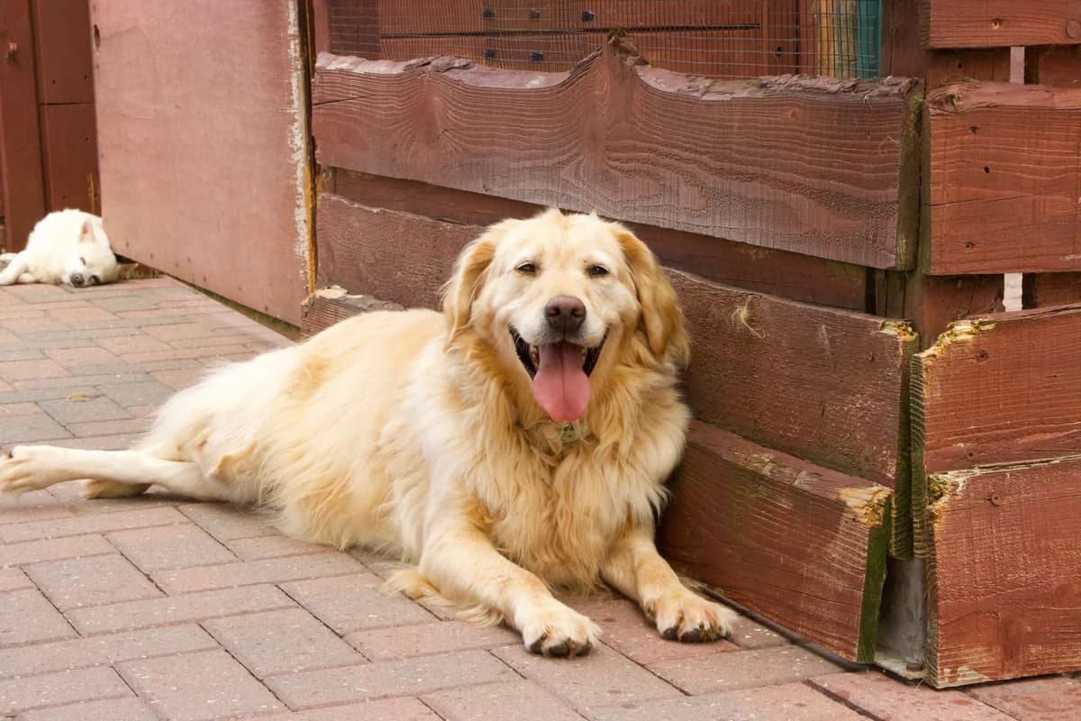 Rachel, beige foncé female Labrador Retriever for adoption at Les Petits Vieux ASBL, Chièvres — photo 5 of 8